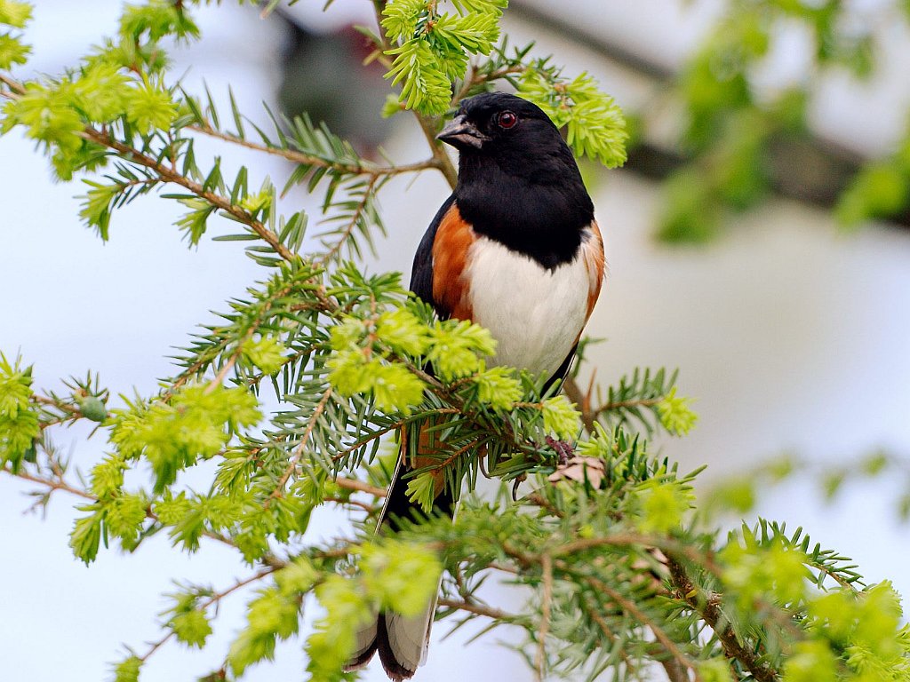 Male Rufous-Sided Towhee